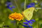 Cloudless Sulphur female on zinnia Marion County-Illinois Art Print